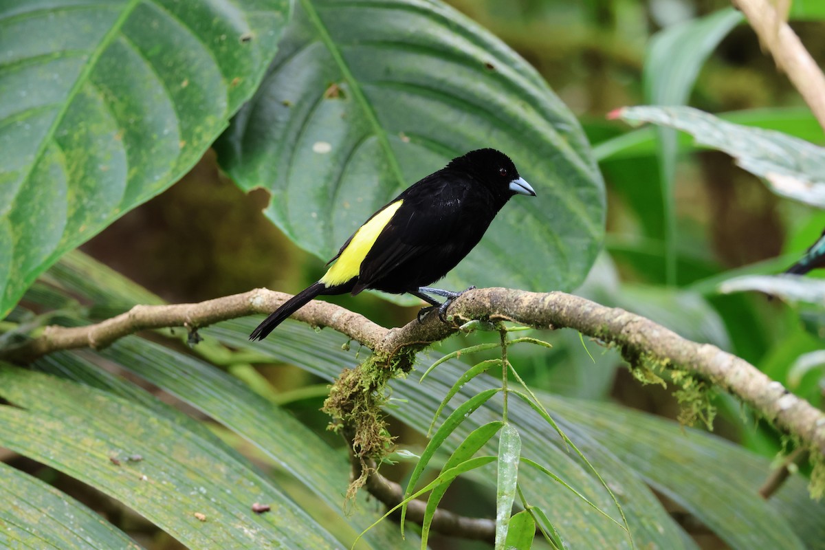 Flame-rumped Tanager - ML617674072