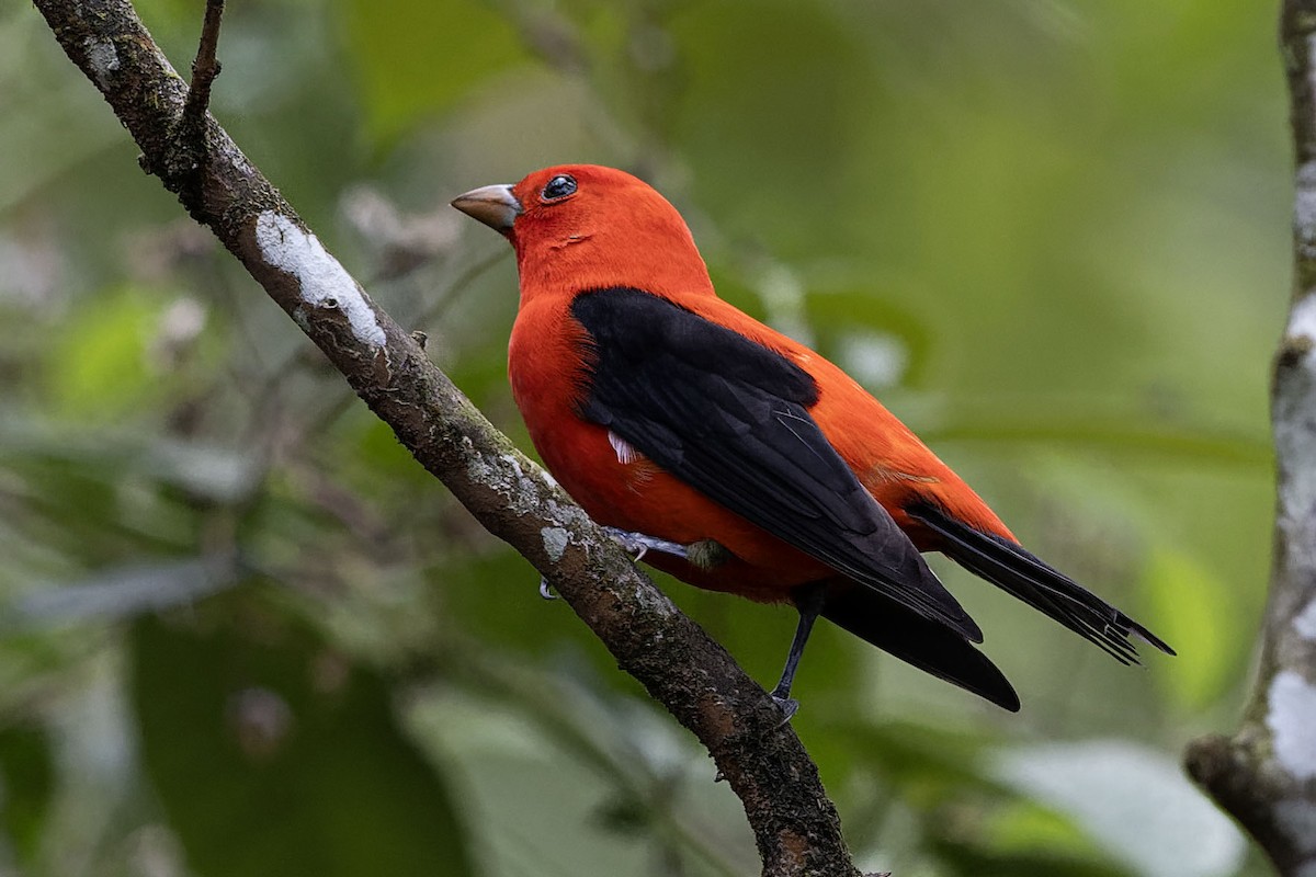 Scarlet Tanager - ML617674085