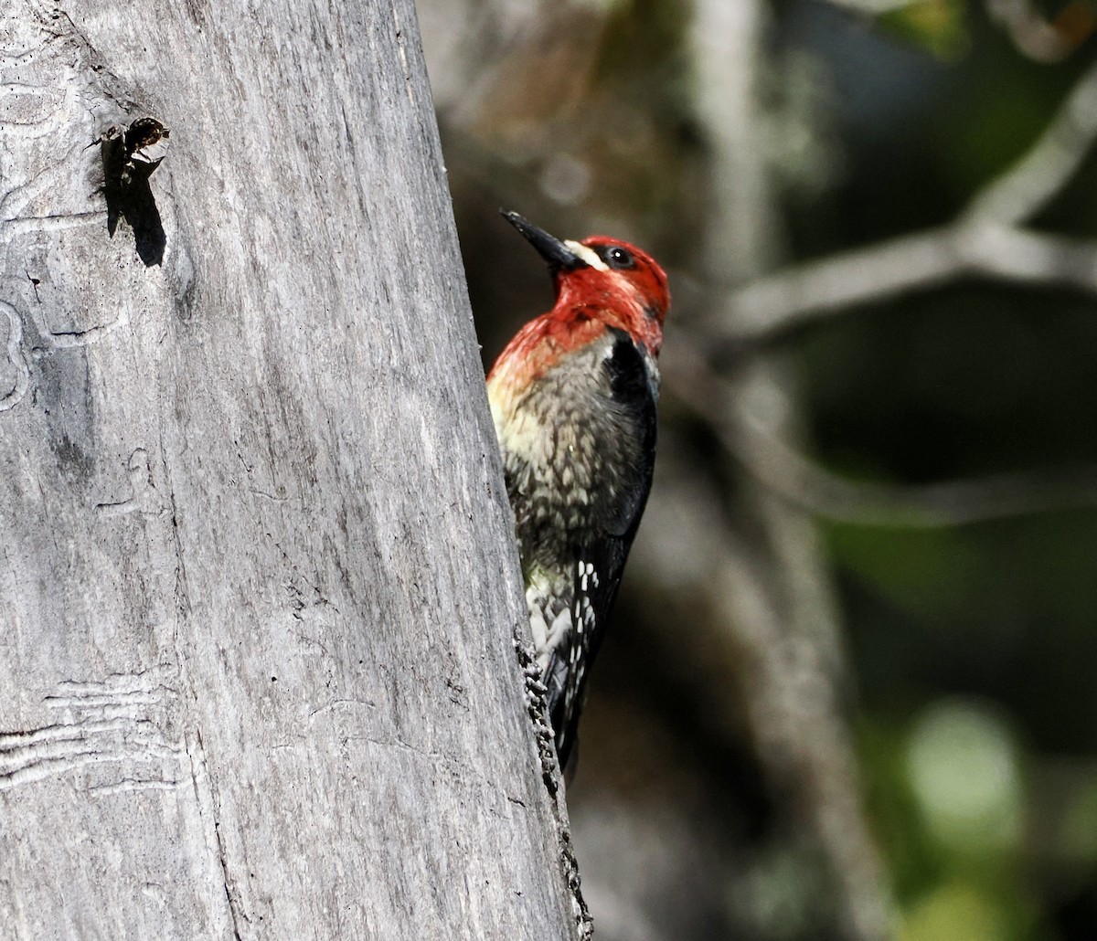 Red-breasted Sapsucker - ML617674092