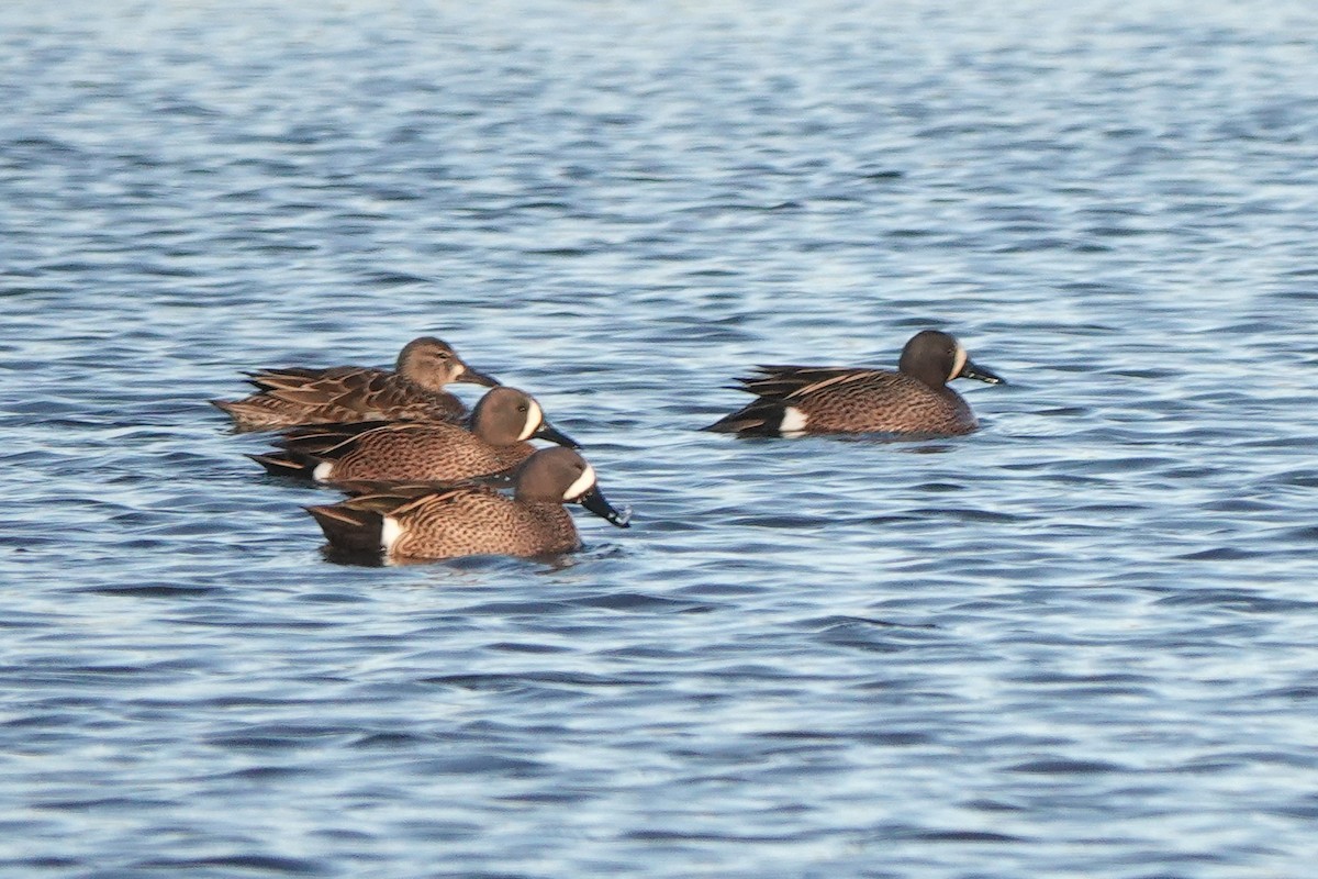 Blue-winged Teal - ML617674122