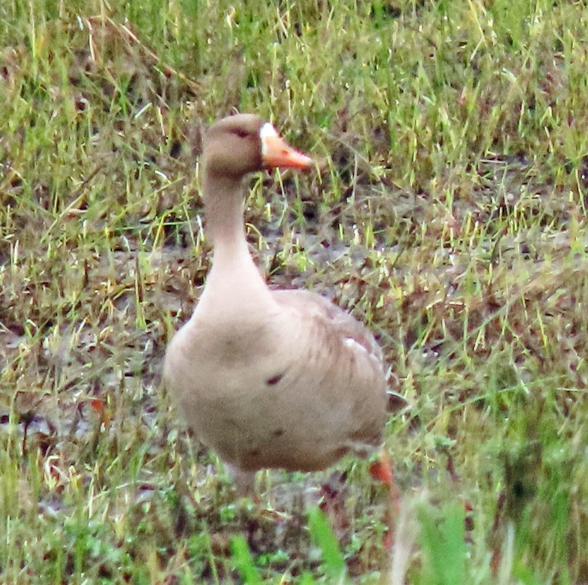Greater White-fronted Goose - ML617674126