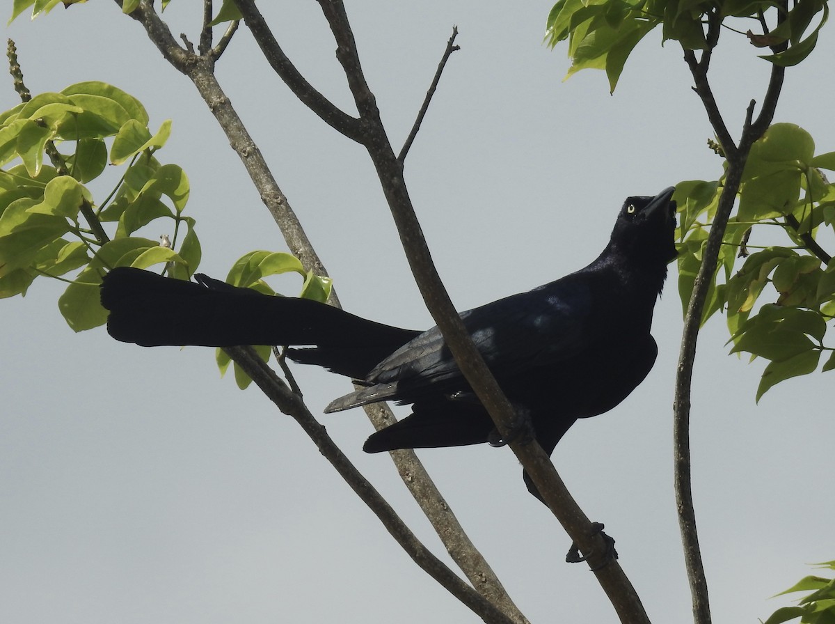 Great-tailed Grackle - ML617674133