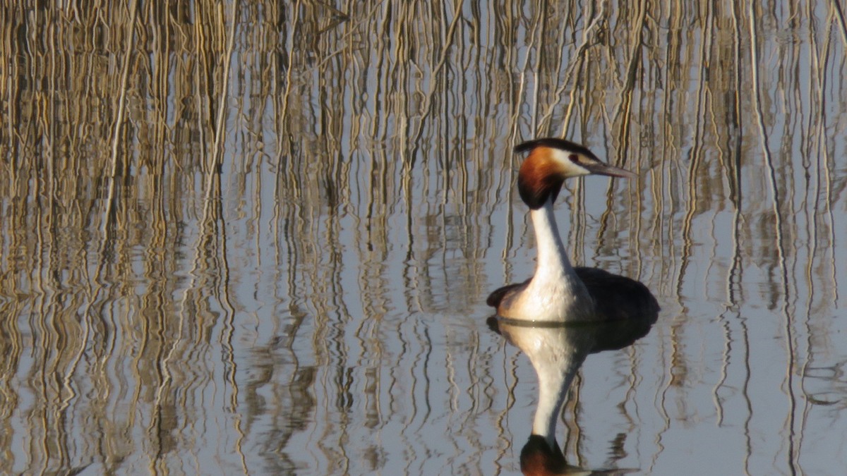 Great Crested Grebe - ML617674136
