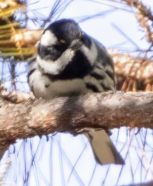 Black-throated Gray Warbler - ML617674193