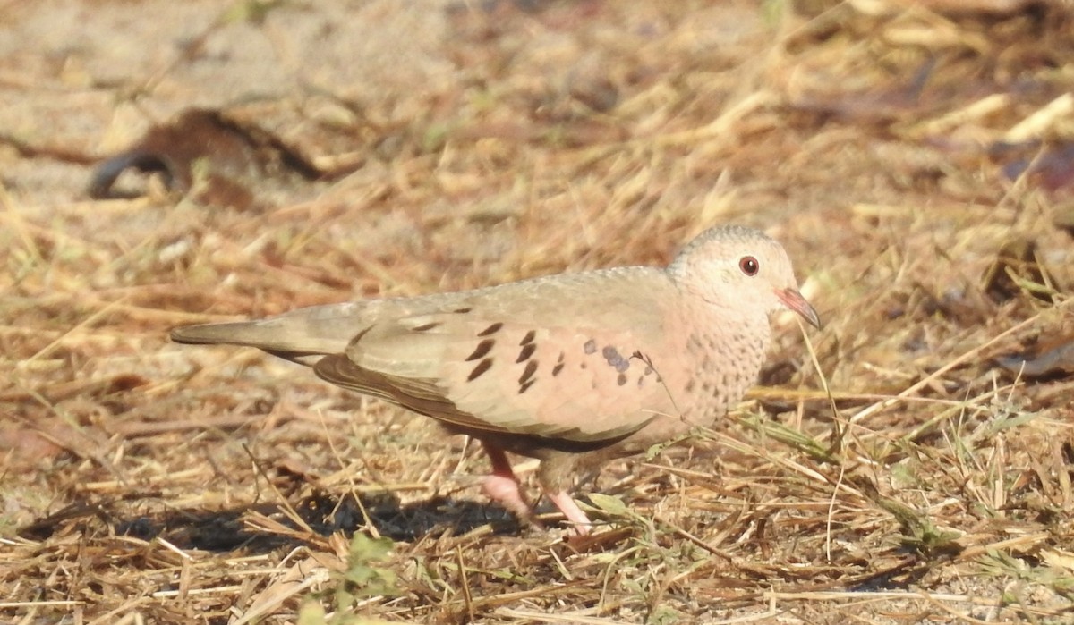 Plain-breasted Ground Dove - ML617674254