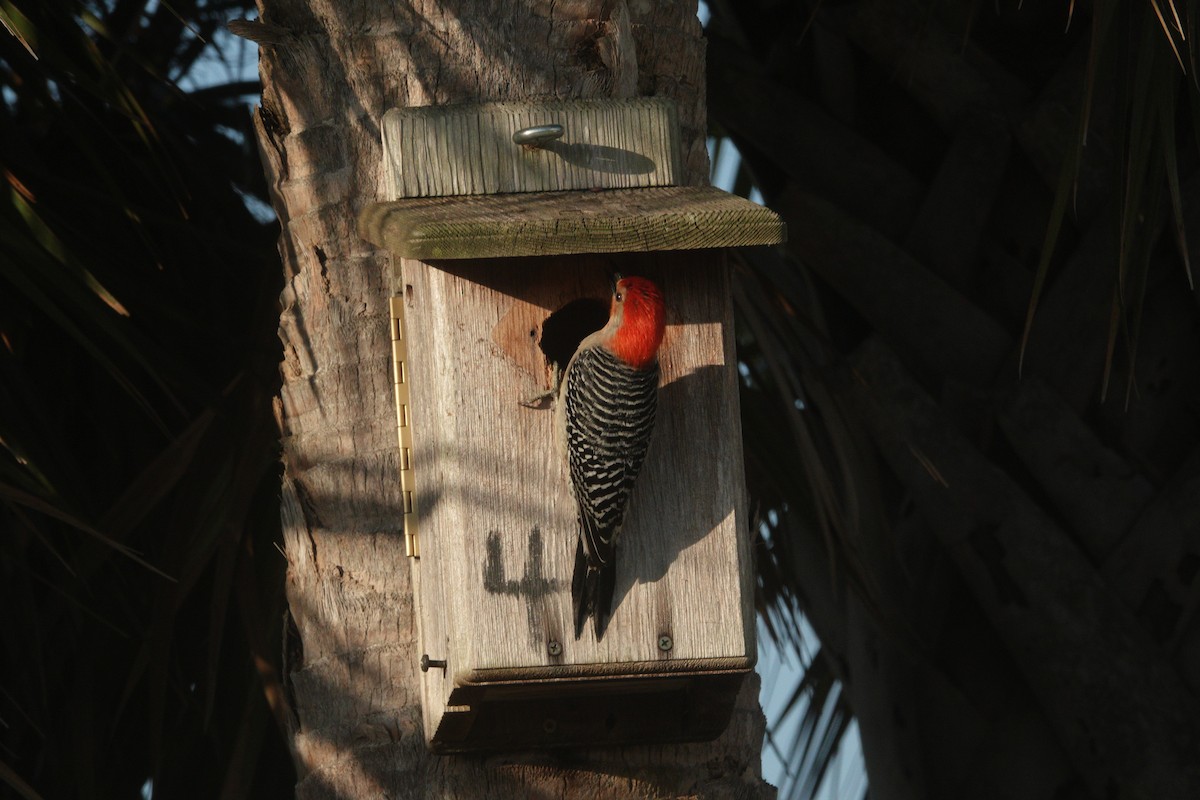 Red-bellied Woodpecker - ML617674322