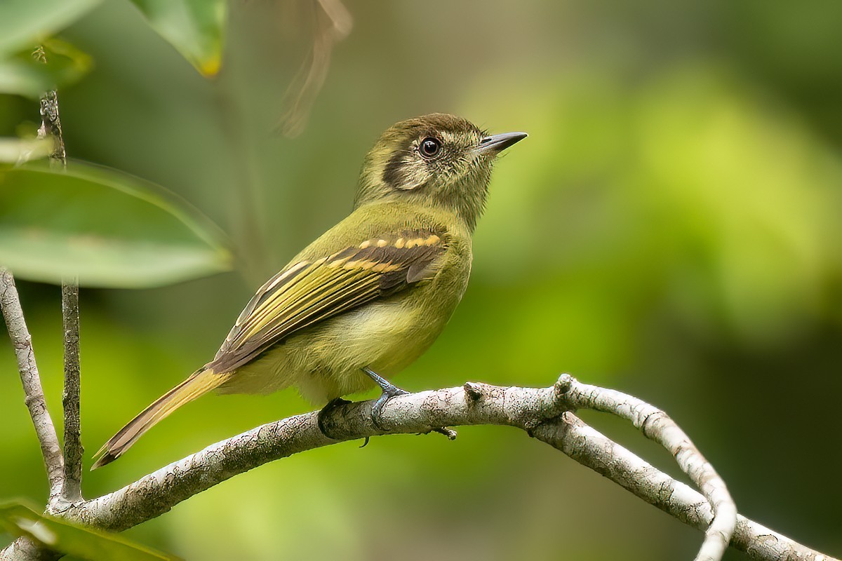 Sepia-capped Flycatcher - ML617674335