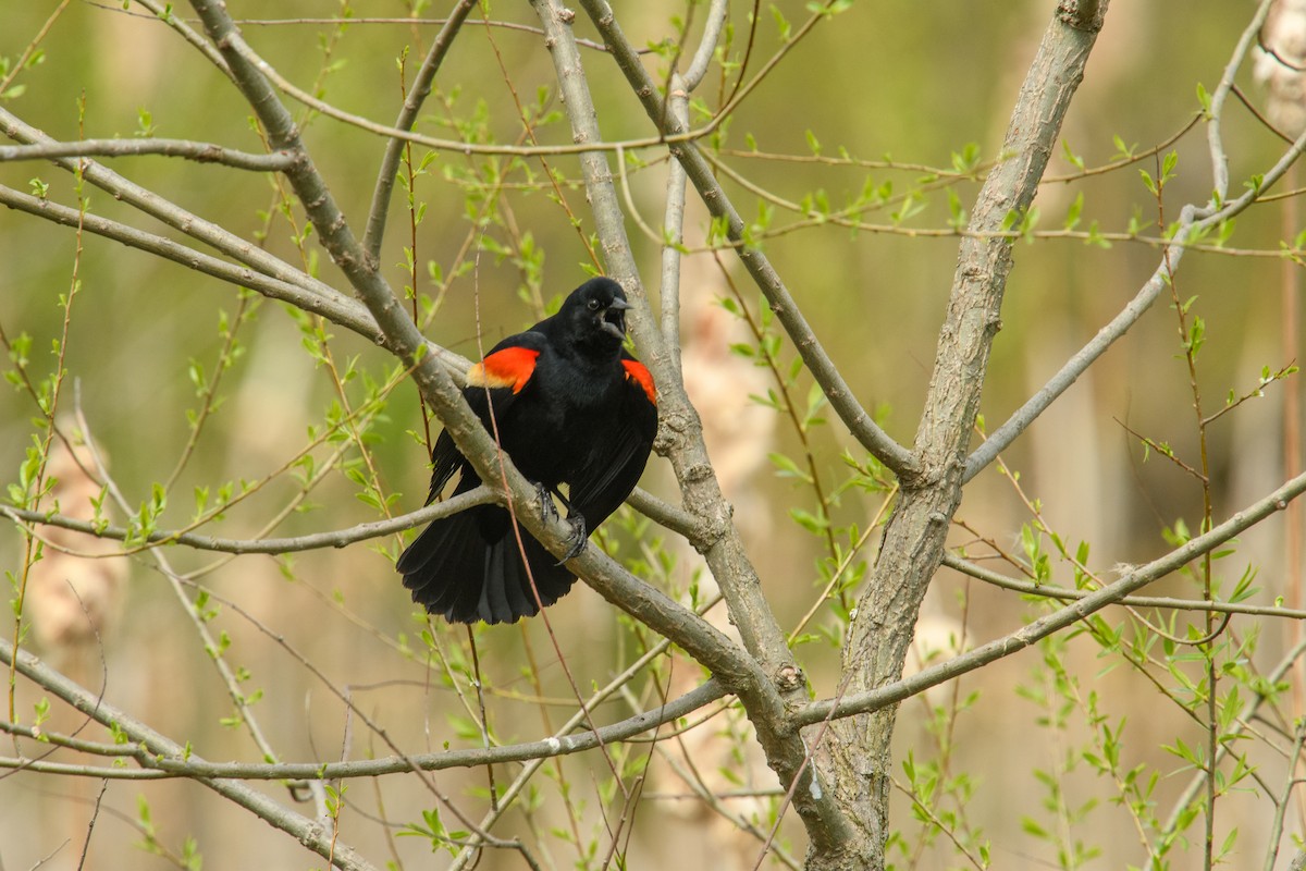 Red-winged Blackbird (Red-winged) - Suman Kumar