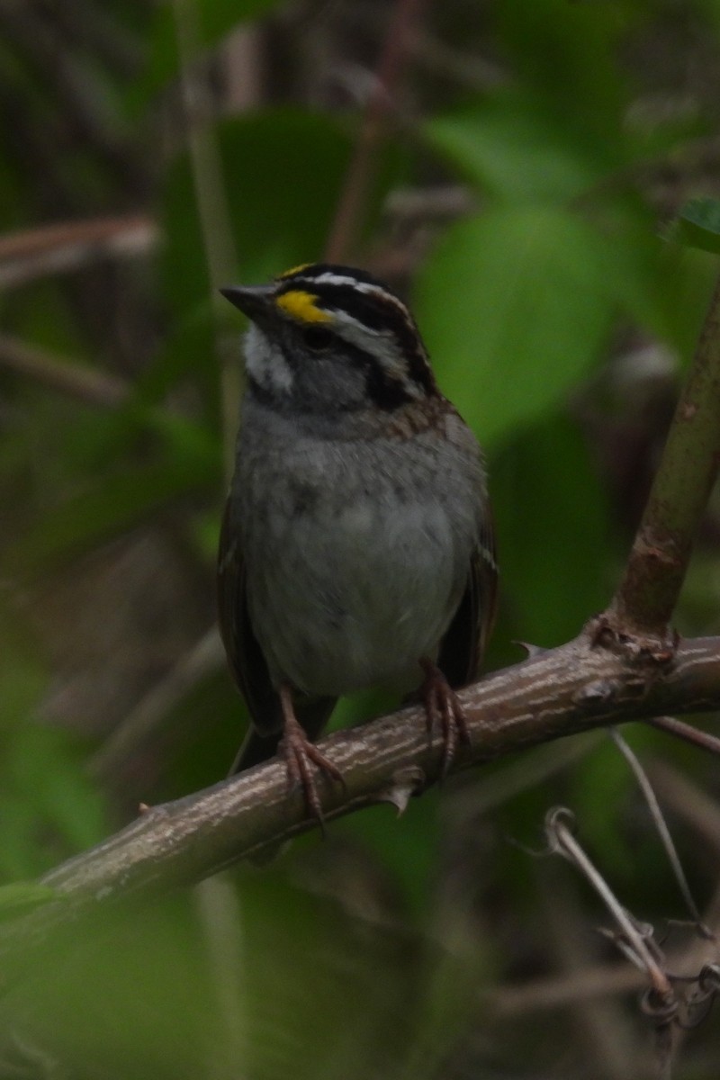 White-throated Sparrow - ML617674415