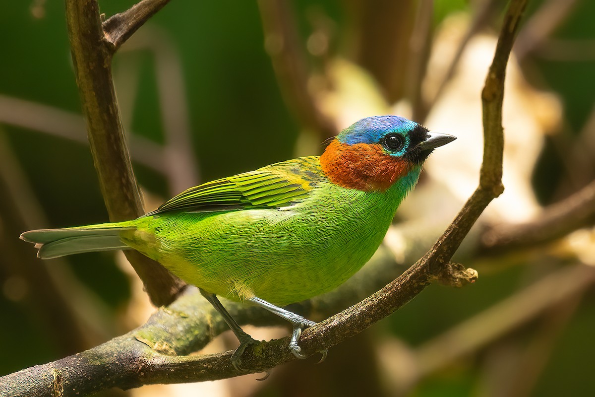 Red-necked Tanager - ML617674454
