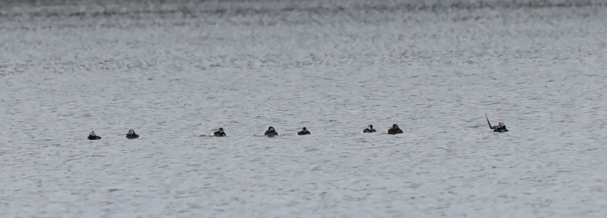 Long-tailed Duck - ML617674459