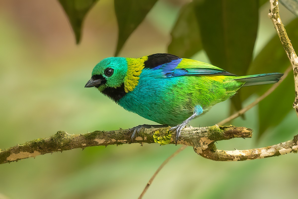 Green-headed Tanager - ML617674466