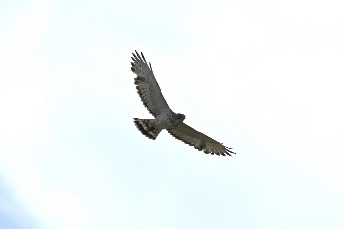 Broad-winged Hawk - ML617674488