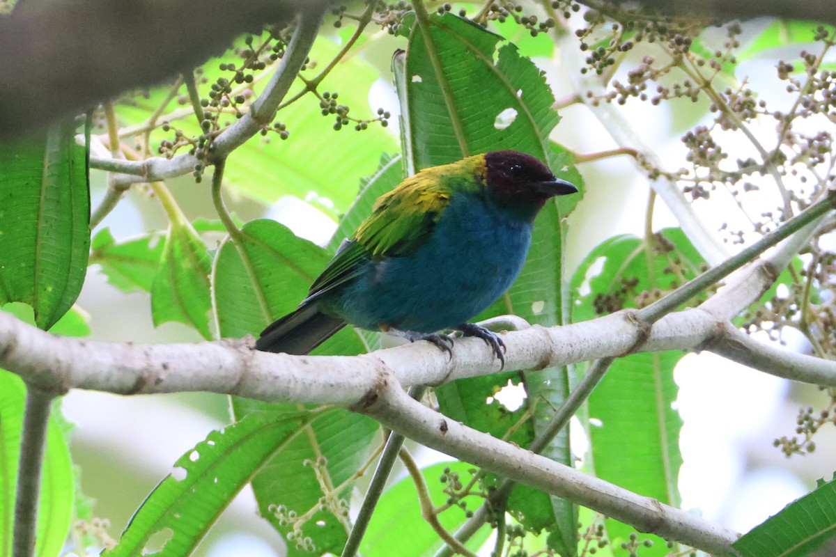 Bay-headed Tanager - ML617674733