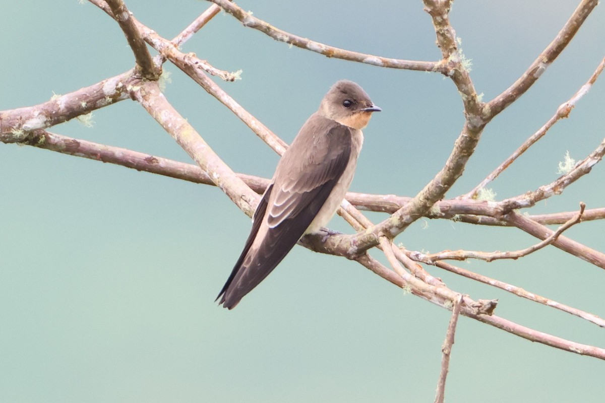 Southern Rough-winged Swallow - Jim Sculatti