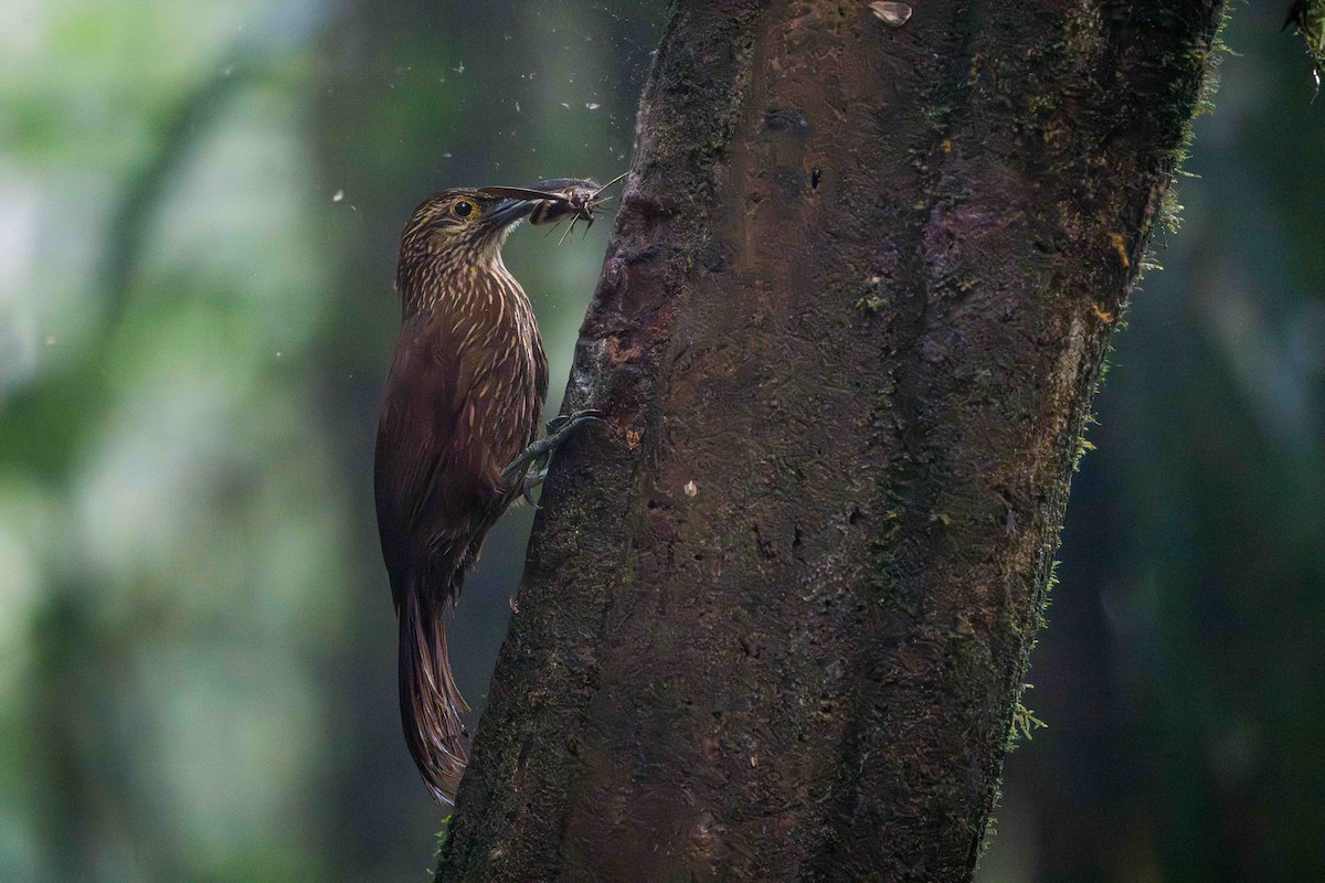 Strong-billed Woodcreeper - ML617674776