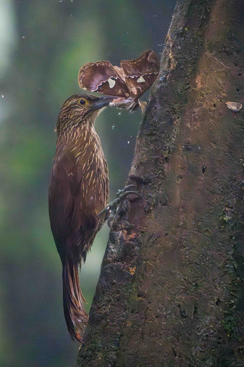 Strong-billed Woodcreeper - ML617674794