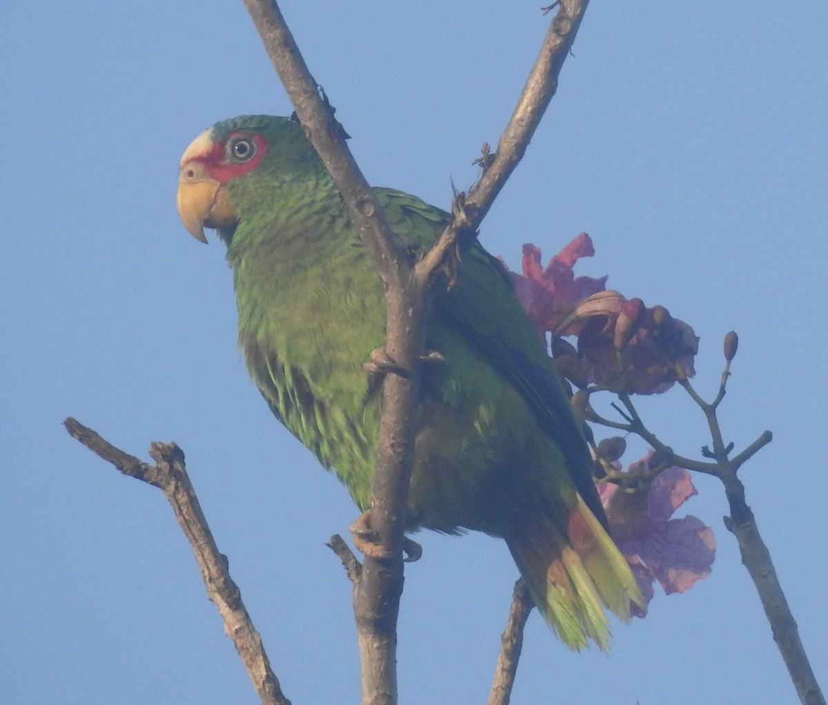 White-fronted Parrot - ML617674818