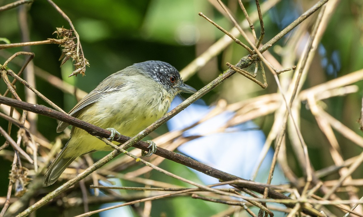 Spot-breasted Antvireo - Marky Mutchler