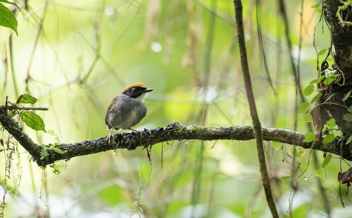 Black-cheeked Gnateater - Marky Mutchler