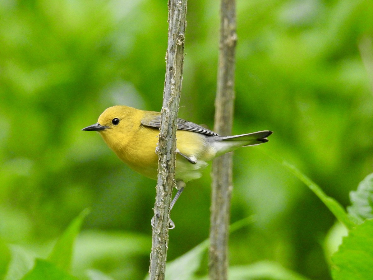 Prothonotary Warbler - ML617674948
