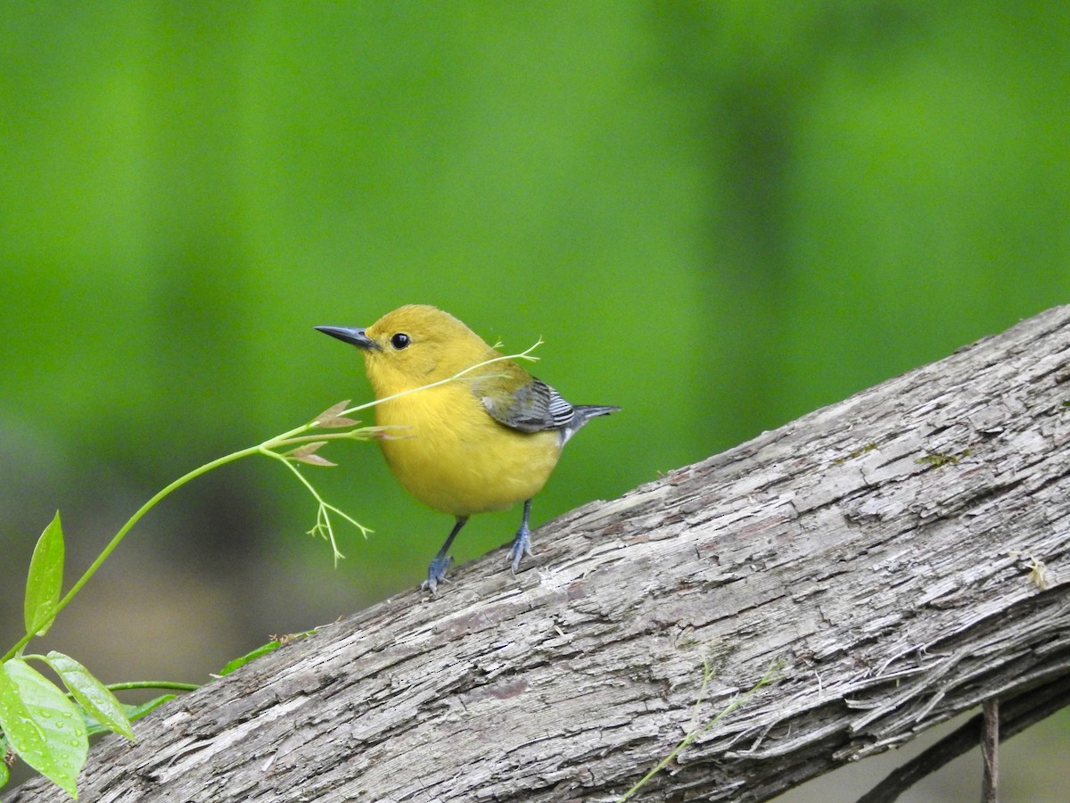 Prothonotary Warbler - ML617674952