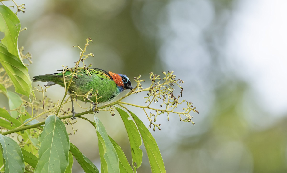 Red-necked Tanager - Marky Mutchler