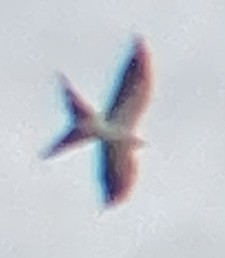 Swallow-tailed Kite - ML617675017