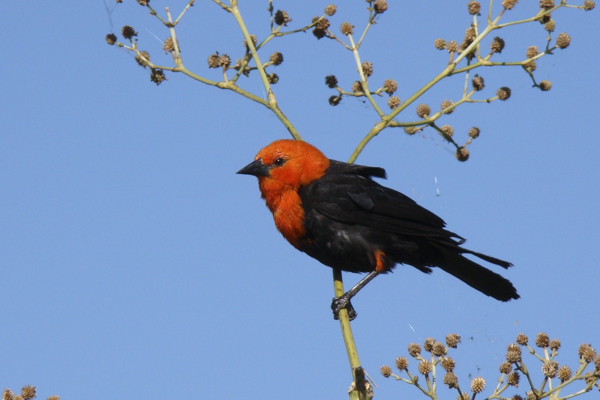 Scarlet-headed Blackbird - ML617675225