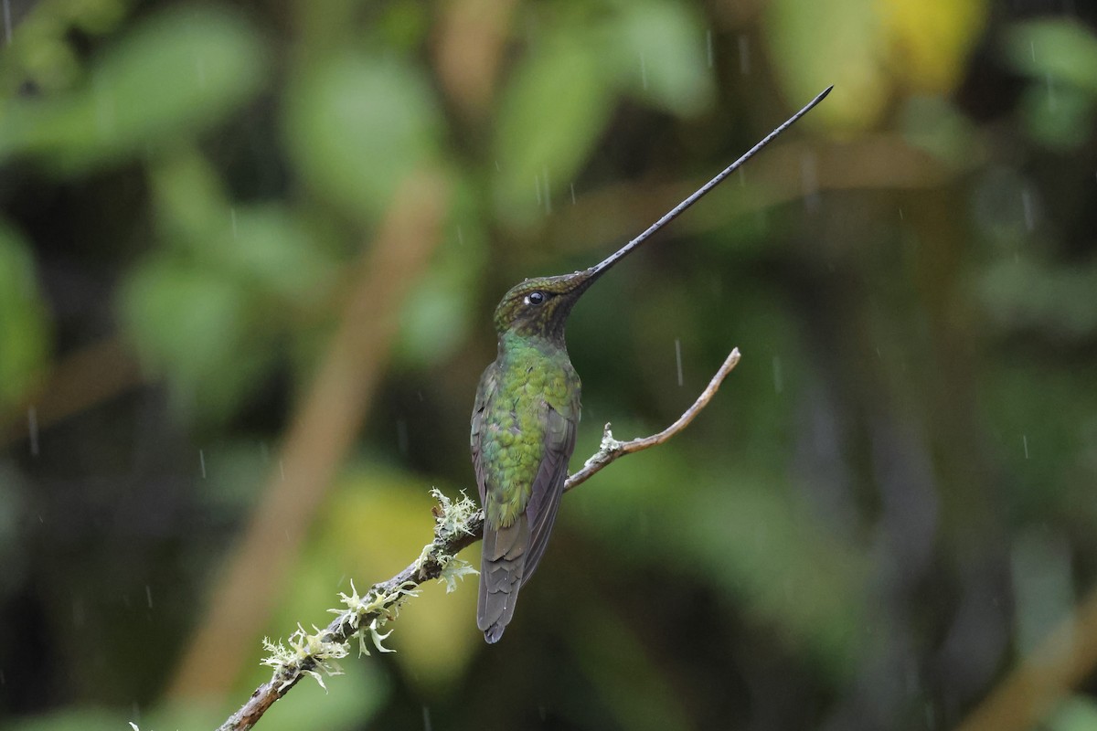 Sword-billed Hummingbird - ML617675229