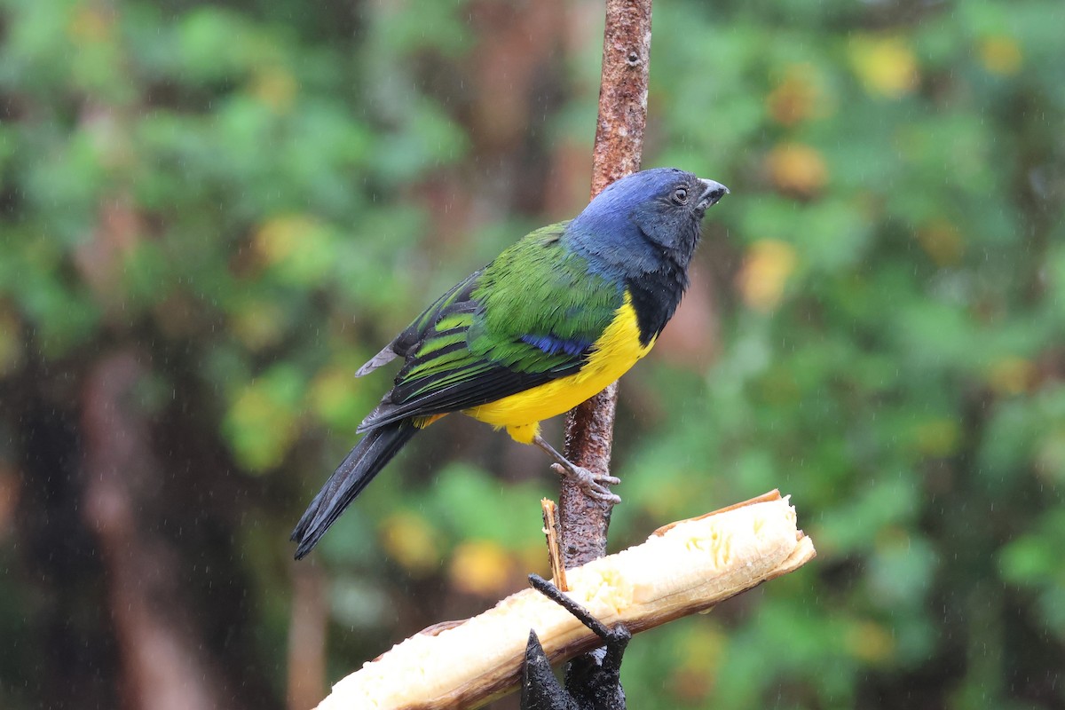 Black-chested Mountain Tanager - Jim Sculatti