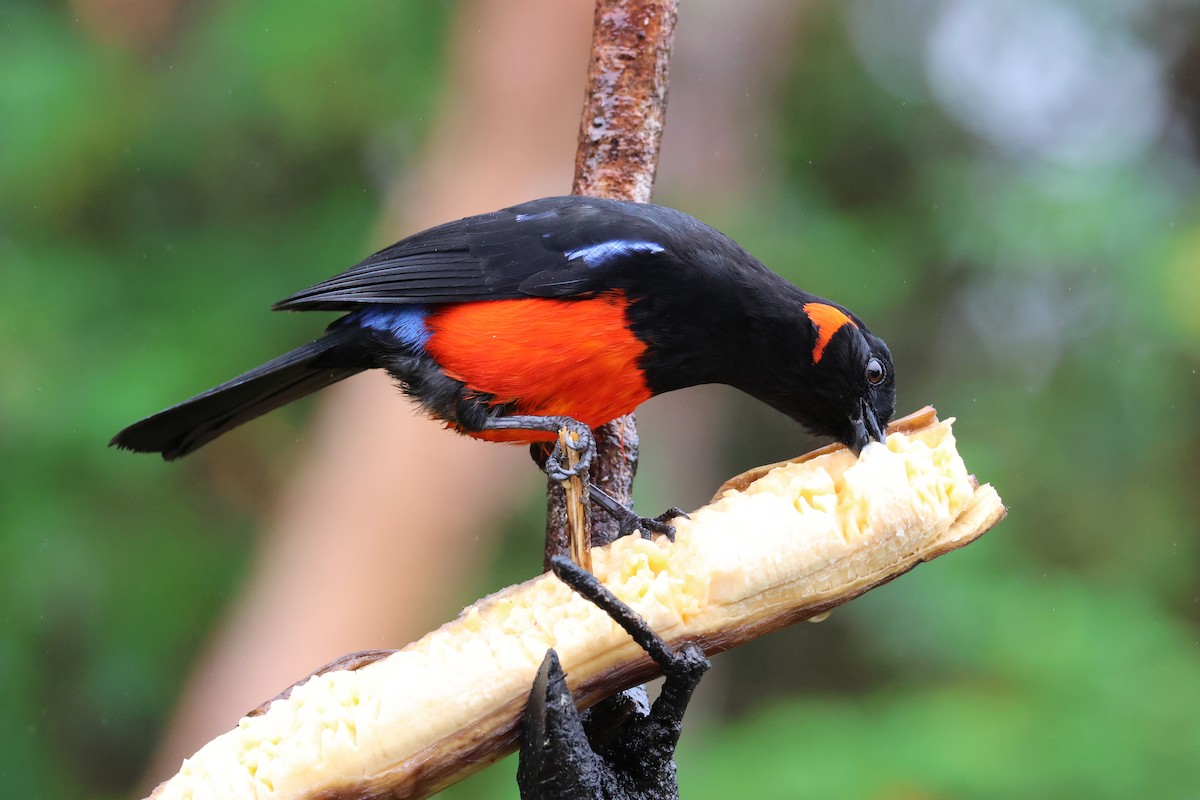 Scarlet-bellied Mountain Tanager - ML617675297
