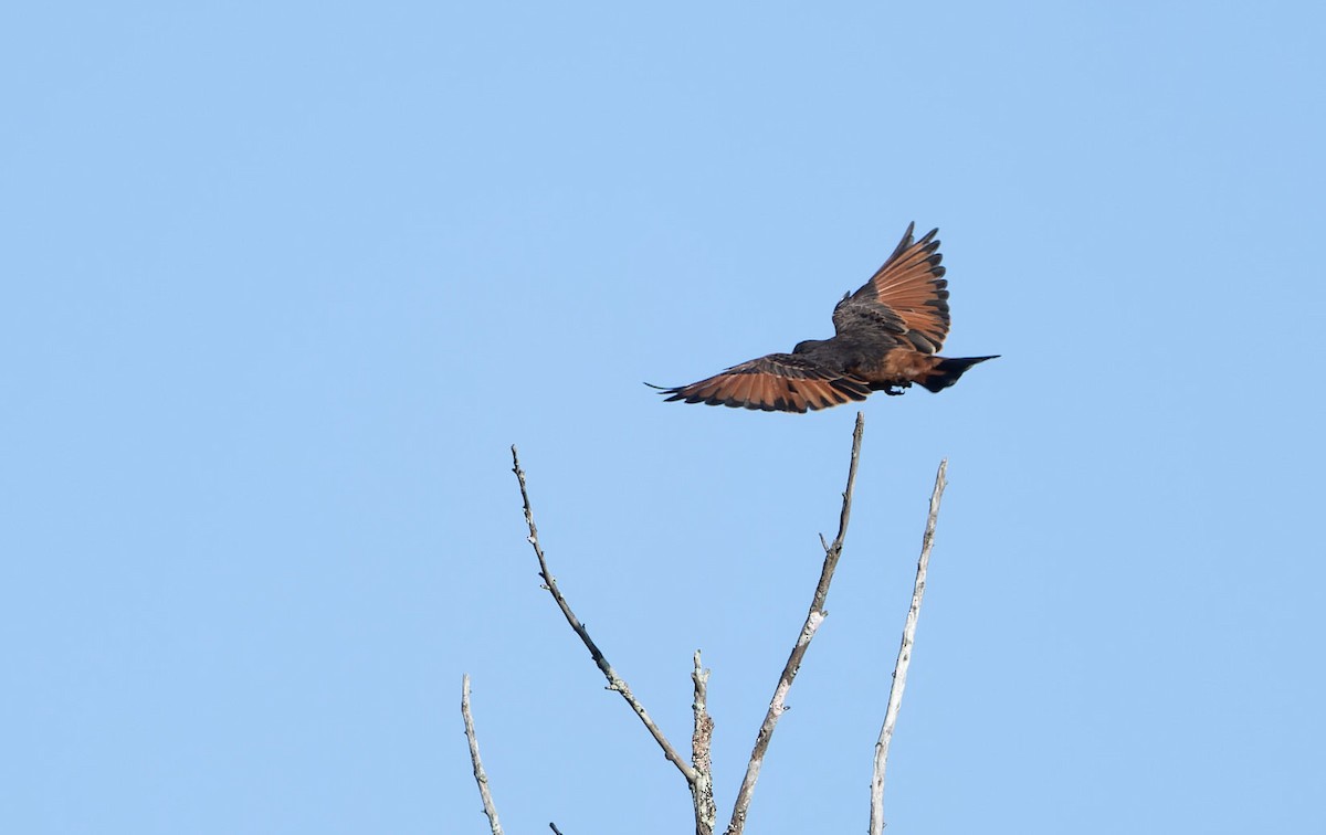 Cliff Flycatcher (Swallow) - ML617675322