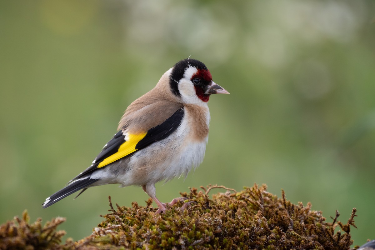 European Goldfinch - ML617675329