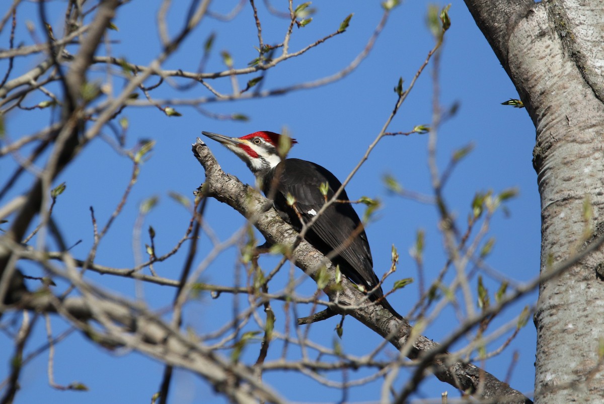 Pileated Woodpecker - ML617675370