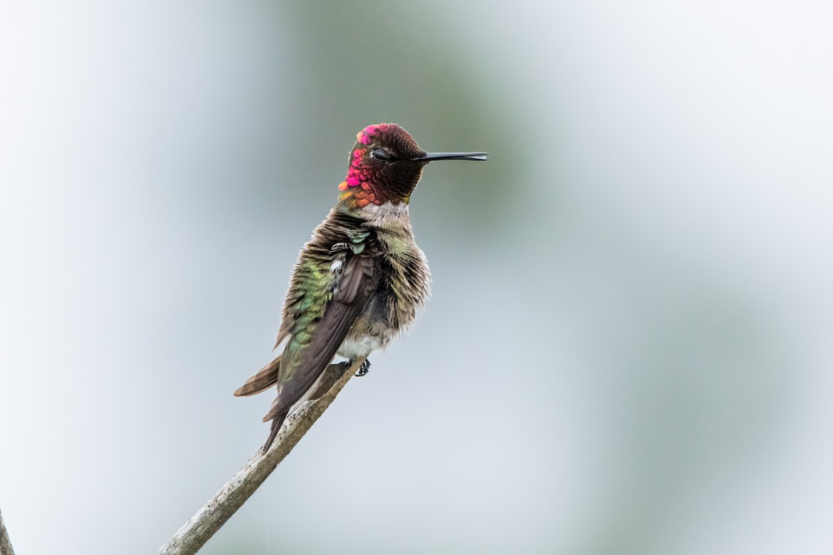 Anna's Hummingbird - David Ornellas