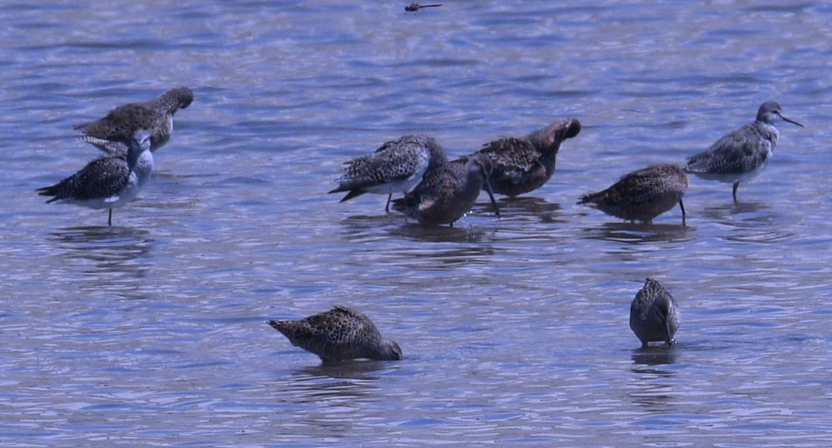 Long-billed Dowitcher - ML617675647