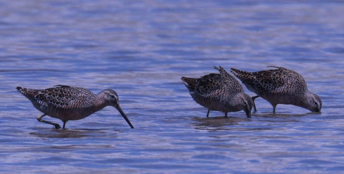 Long-billed Dowitcher - ML617675672