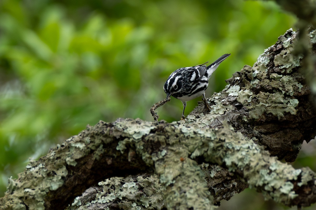 Black-and-white Warbler - ML617675738