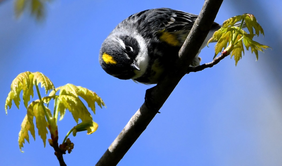 Yellow-rumped Warbler - Gregory Hartman