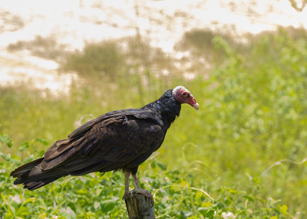 Turkey Vulture - Daniel Esser