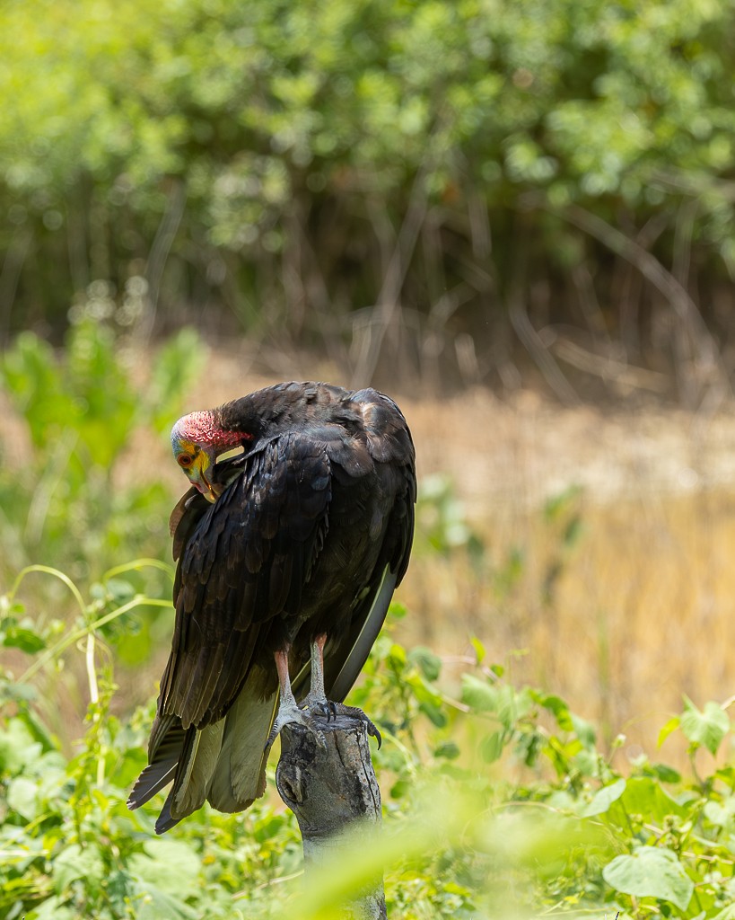 Lesser Yellow-headed Vulture - Daniel Esser