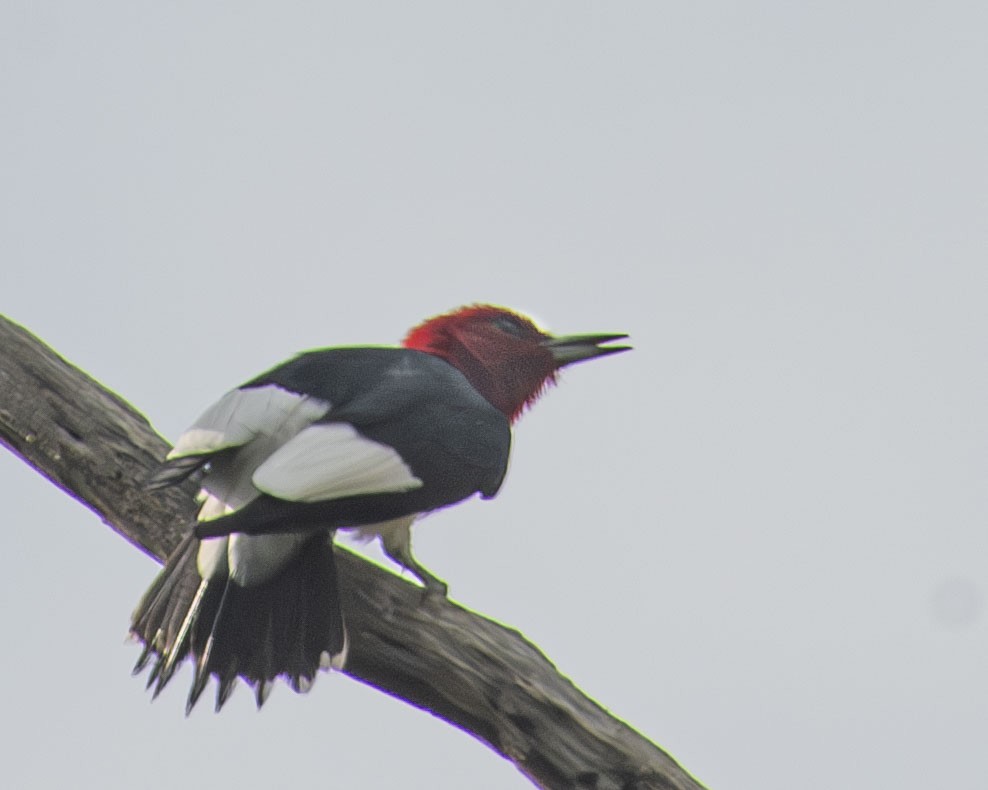 Red-headed Woodpecker - ML617676176