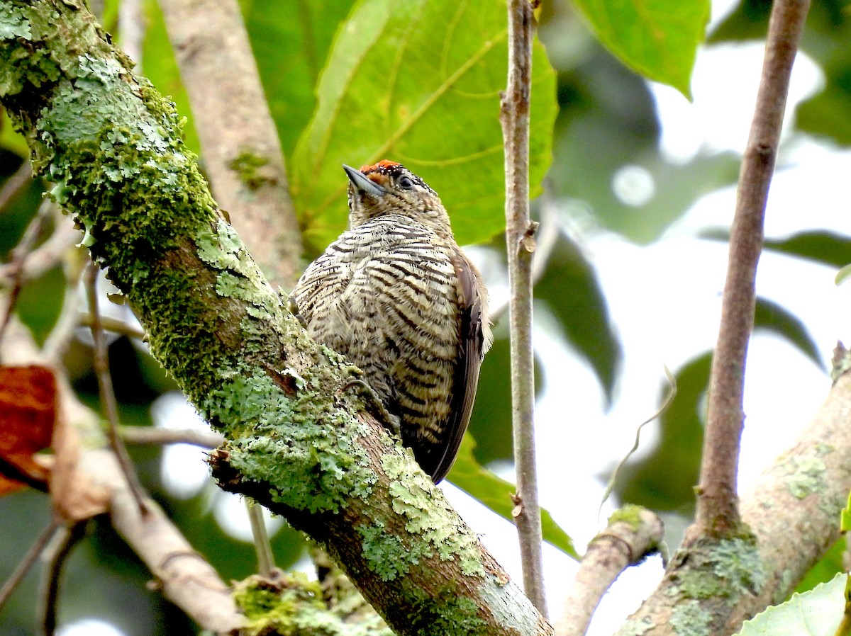 White-barred Piculet - ML617676177