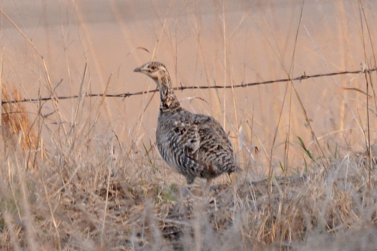 Greater Prairie-Chicken - Janet Rathjen