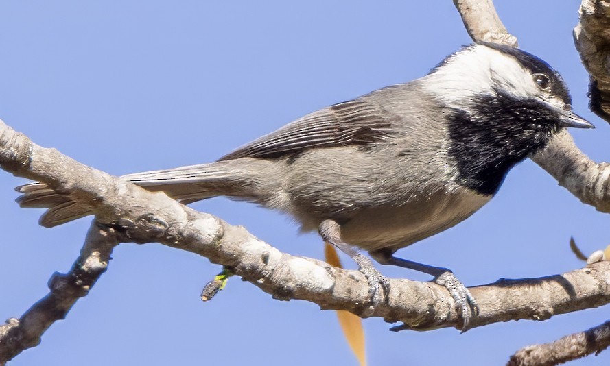 Mexican Chickadee - Scott Young