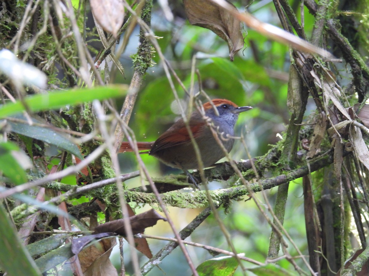 Rufous-capped Spinetail - ML617676224