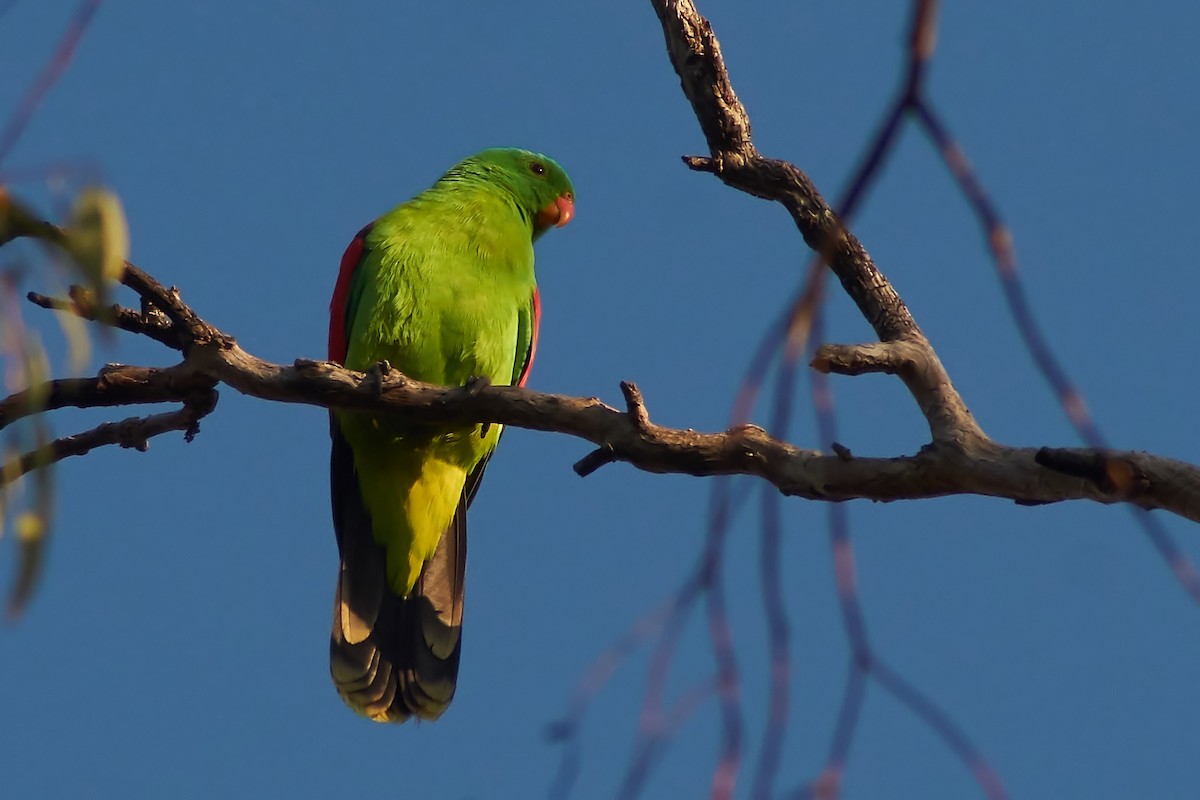 Red-winged Parrot - ML617676299