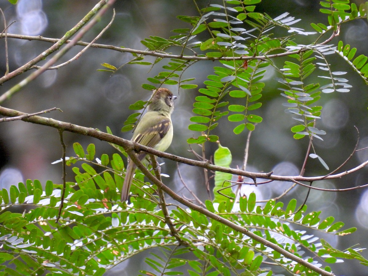 Sepia-capped Flycatcher - ML617676316