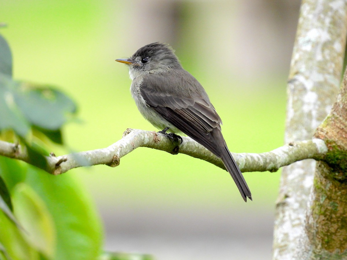 Southern Tropical Pewee - ML617676383
